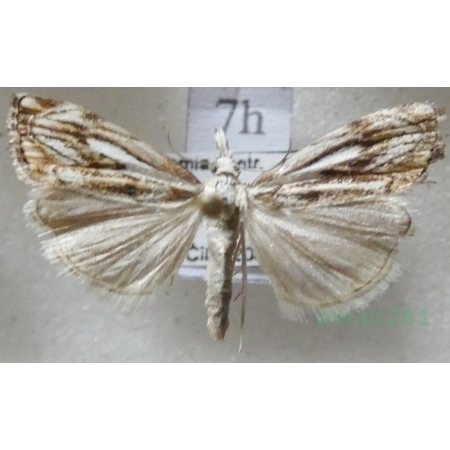 Catoptria falsella (Denis & Schiffermüller, 1775) Wachlarzyk dachowy Czech7h